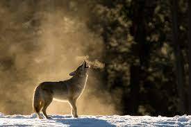 coyote picture