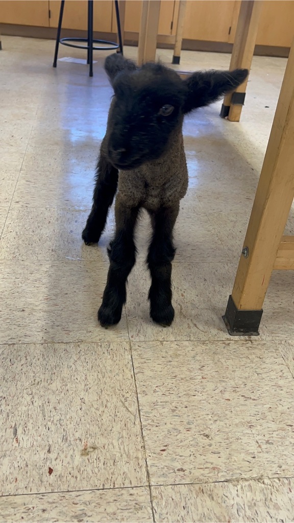 Meet Mr.Rasin one of our newest lambs on the farm. Rasin is a bottle baby that 3 different students are taking care of.