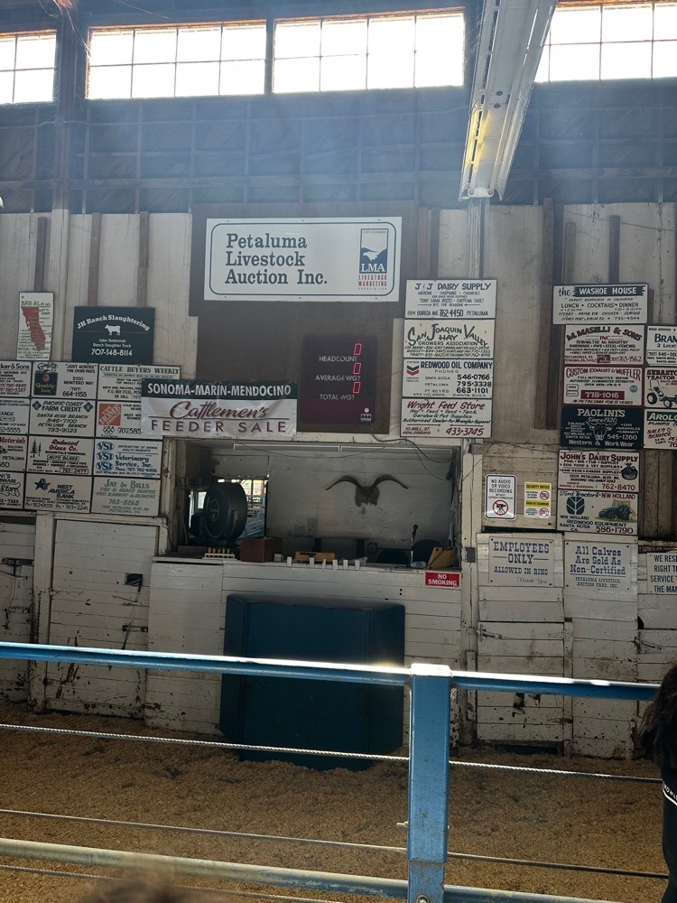 Students at Petaluma Livestock Auction 